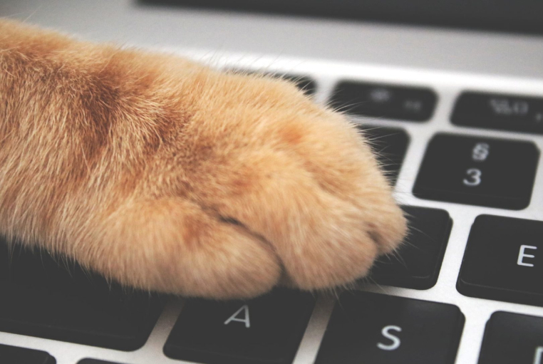 LearningCatsPrev